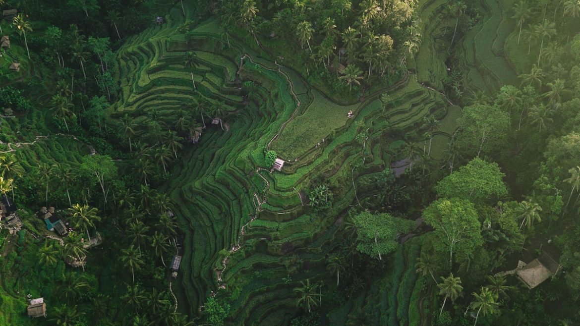 Pemandangan Terasering Tegallalang, ikon wisata budaya Ubud di Bali