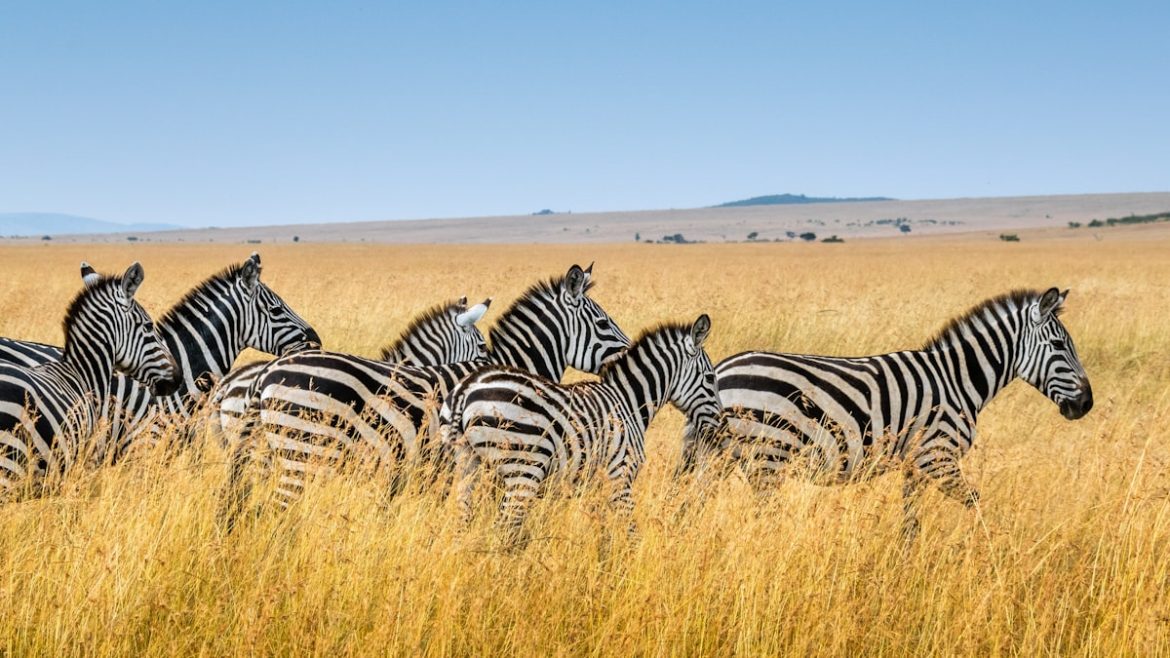 Savana wisata Baluran ala Africa van Java